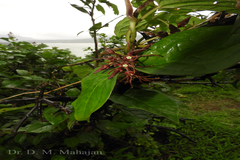 Seshagiria sahyadrica